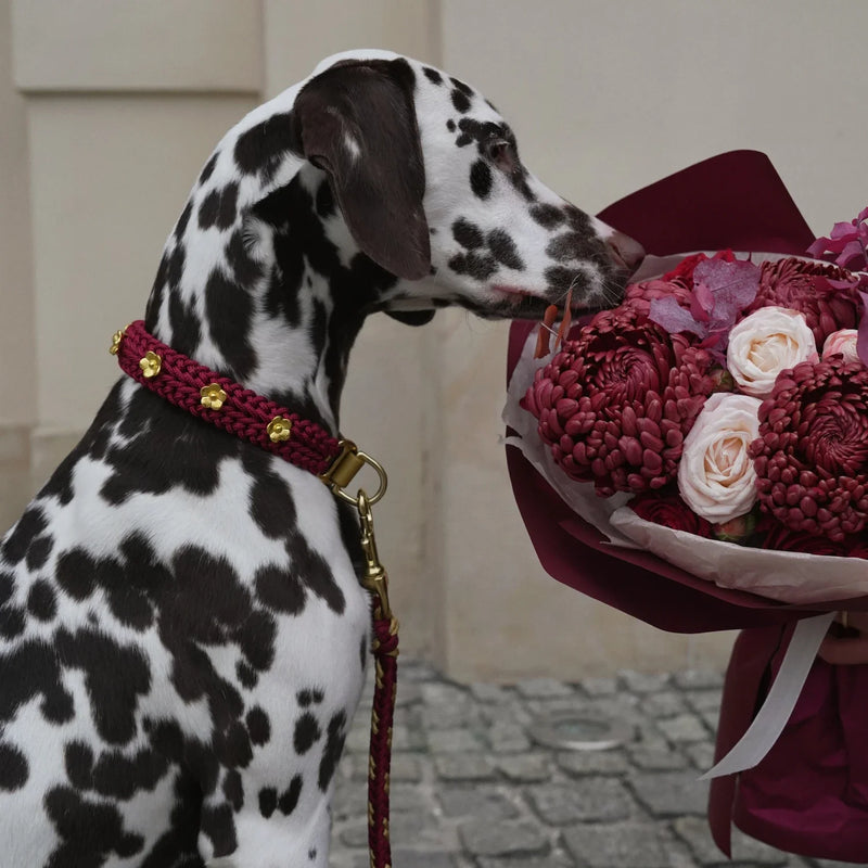 Mila and Coco - Flor Collections