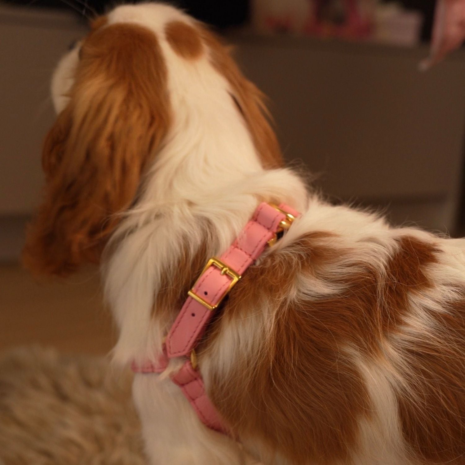 Italian Leather Harness - Pink & Gold