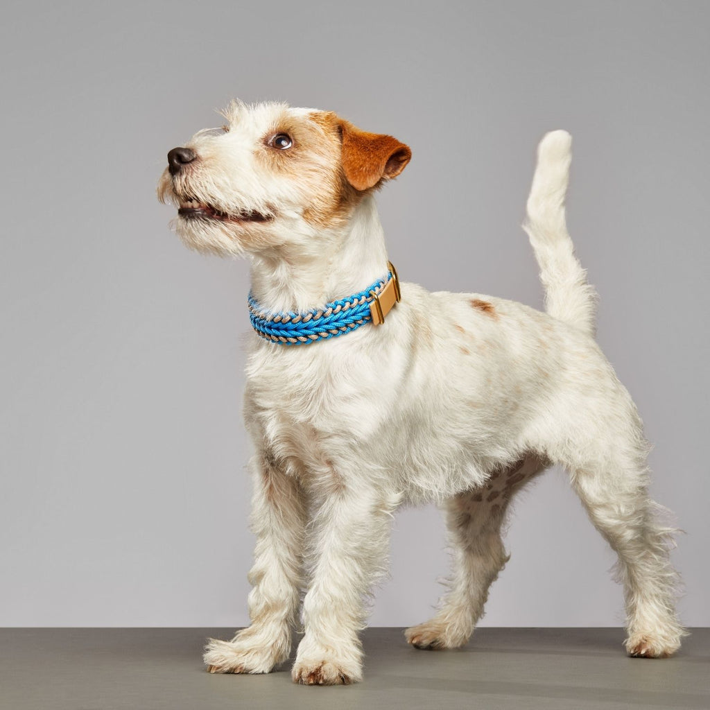 Catalina - Tropical Blue Leash