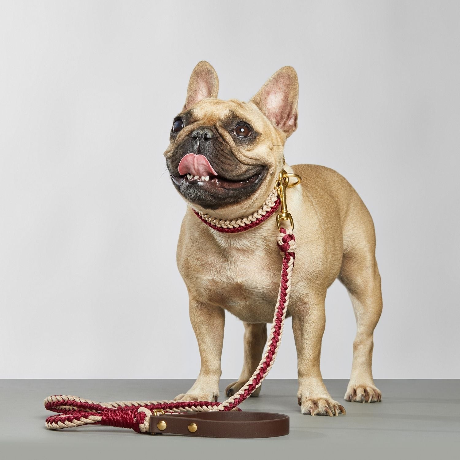 Catalina - Red Leash