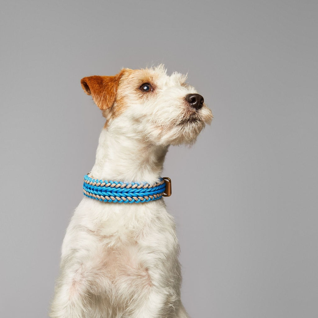 Catalina - Tropical Blue Collar