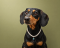 Pet Jewellery