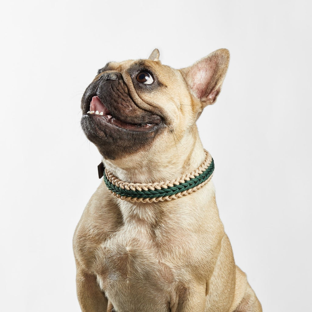 Catalina - Dark Green Collar