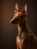 The Pharaoh