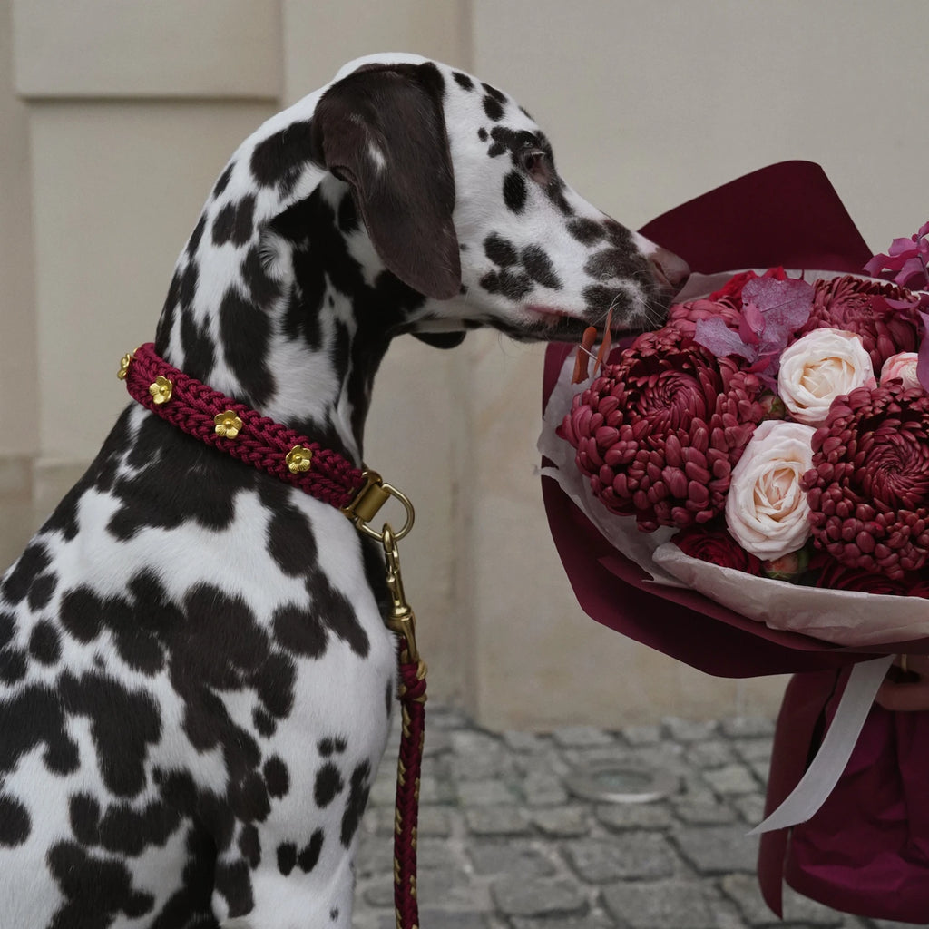 Flor - Scarlett Collar