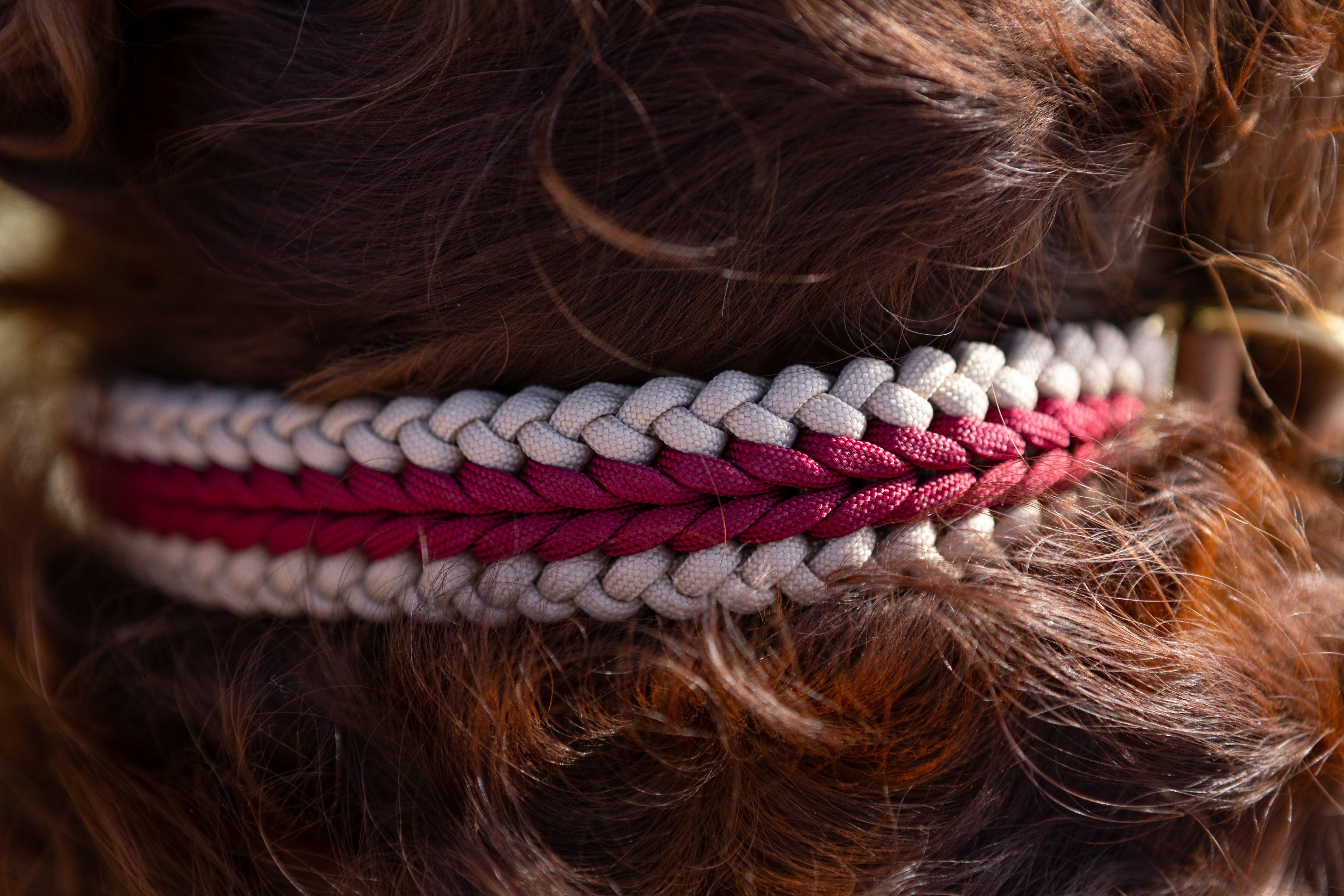 Catalina - Red Collar