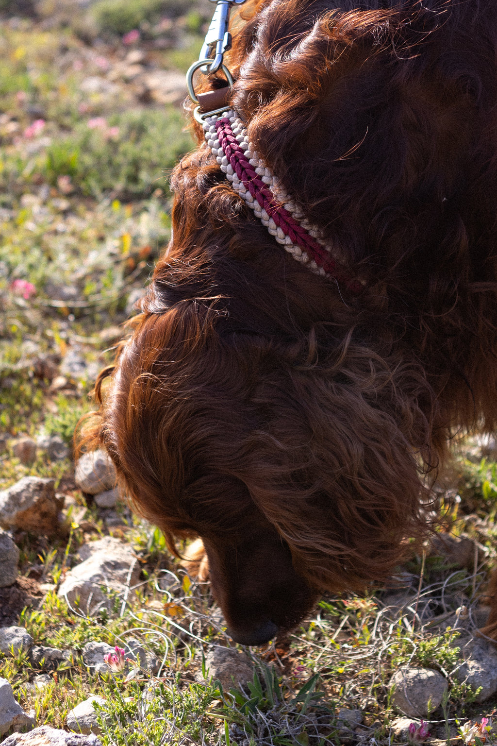 Catalina - Red Collar