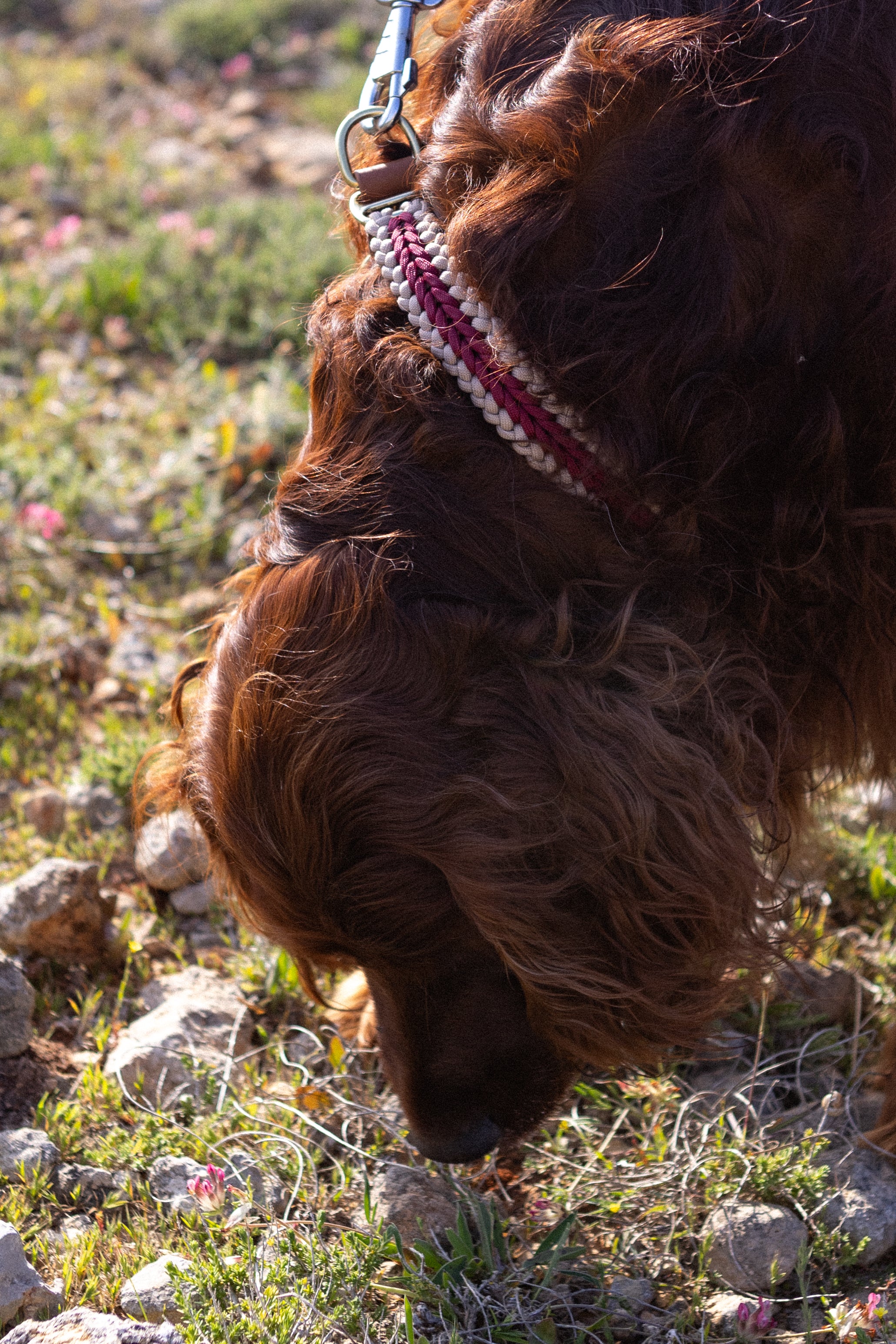 Catalina - Red Collar