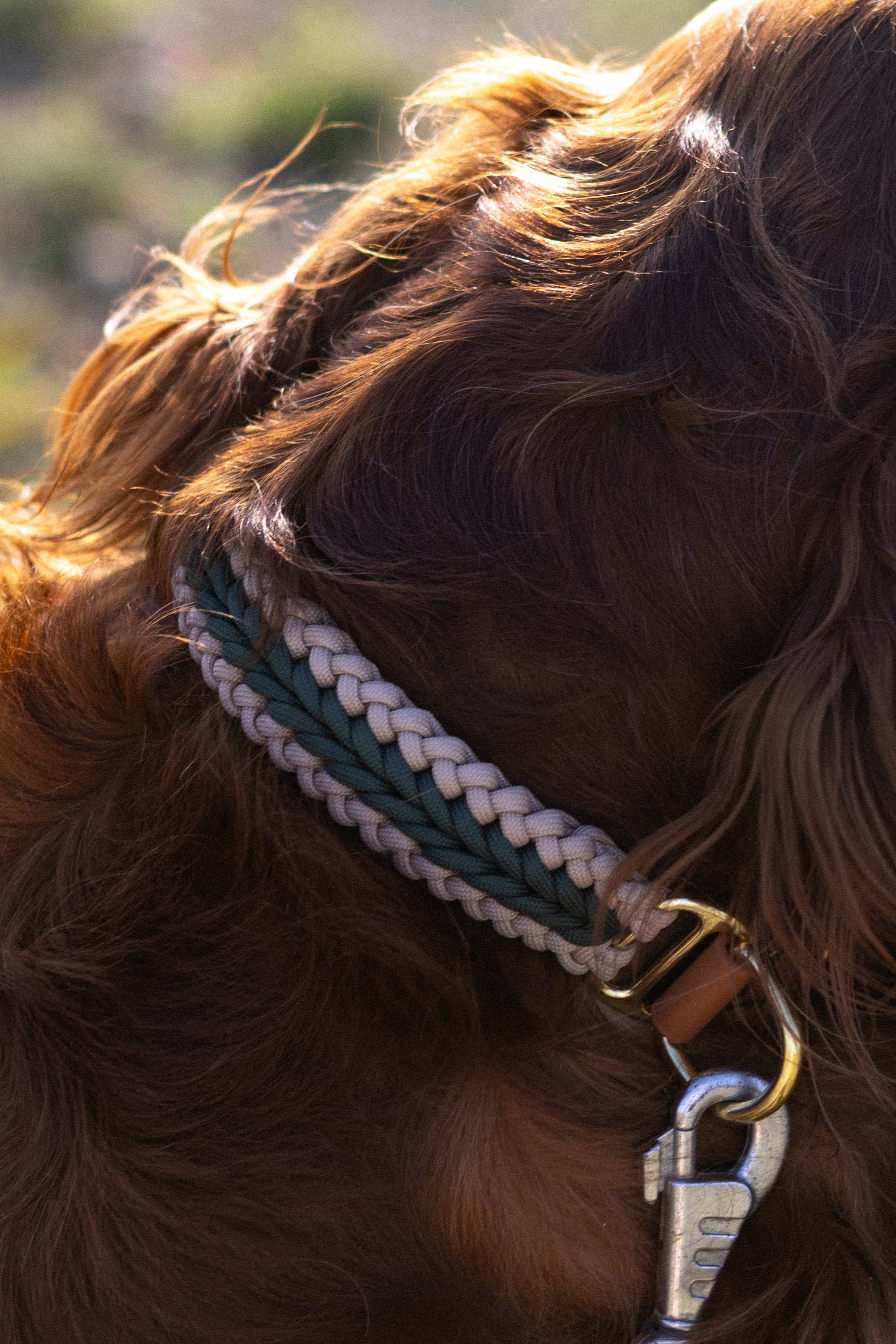 Catalina - Dark Green Collar