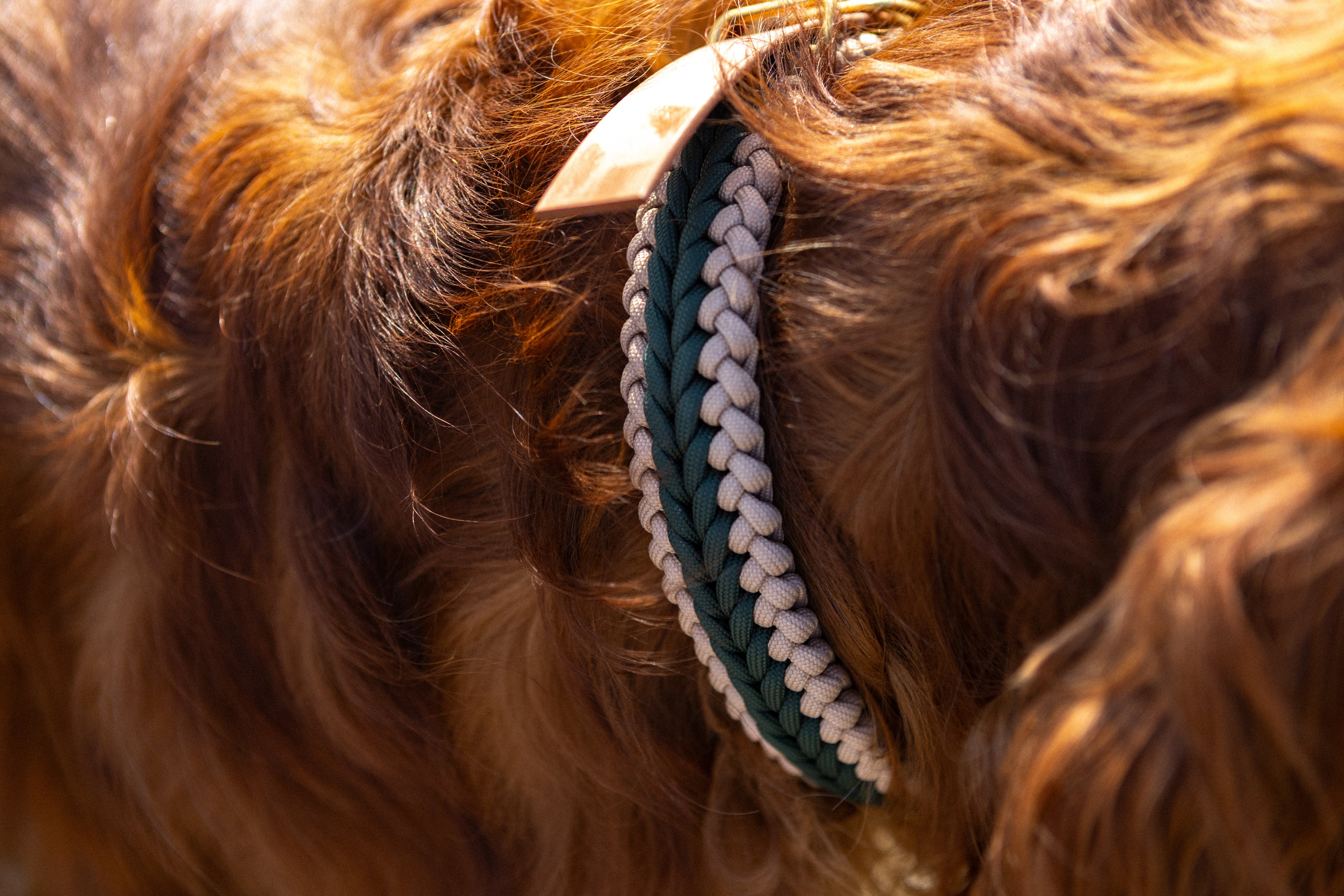 Catalina - Dark Green Collar