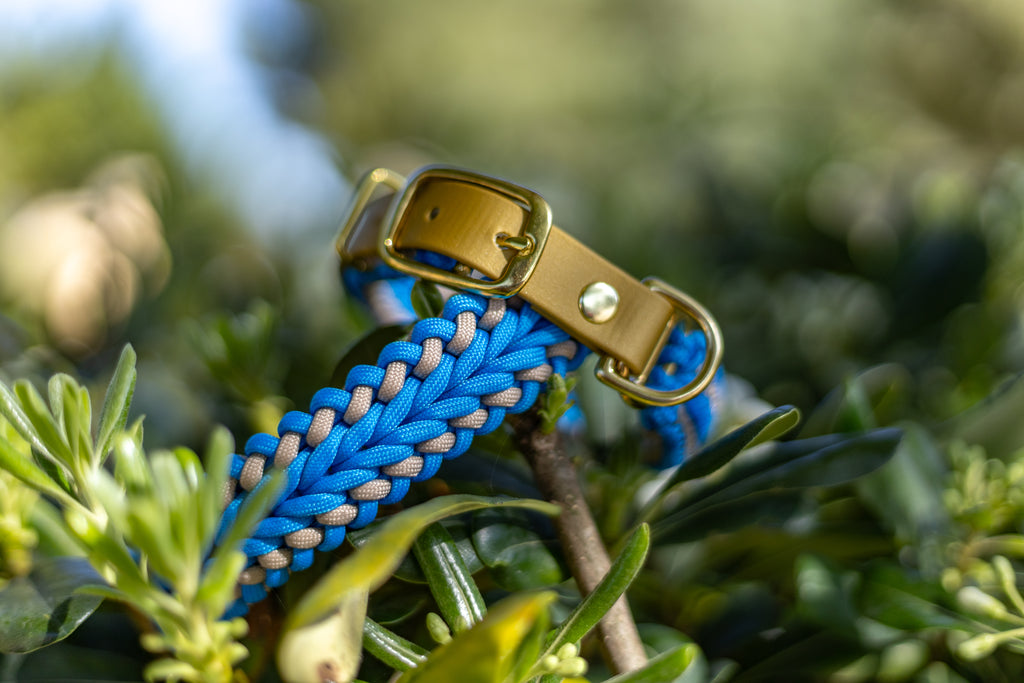 Catalina - Tropical Blue Collar