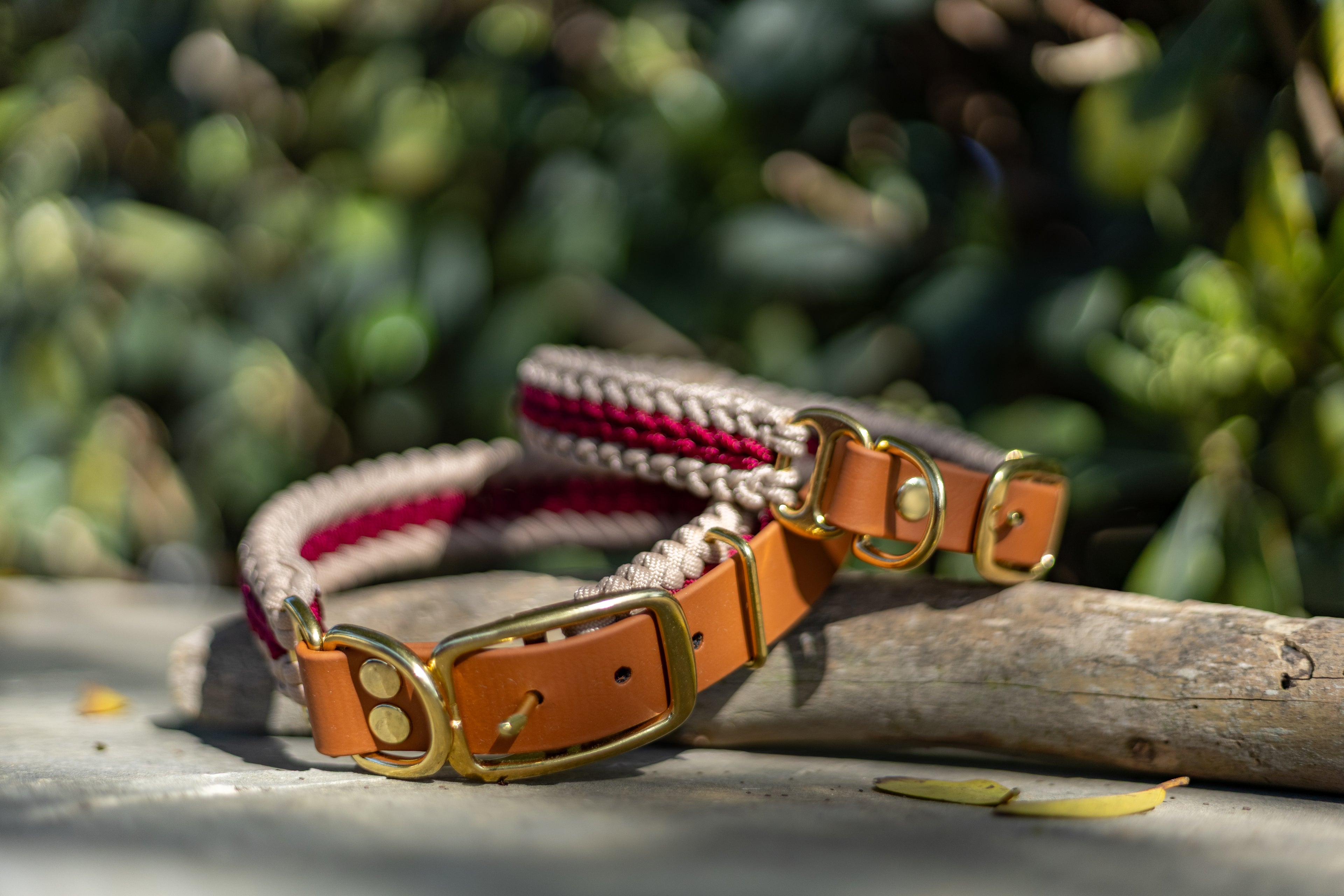 Catalina - Red Collar